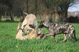 IRISH WOLFHOUND 255